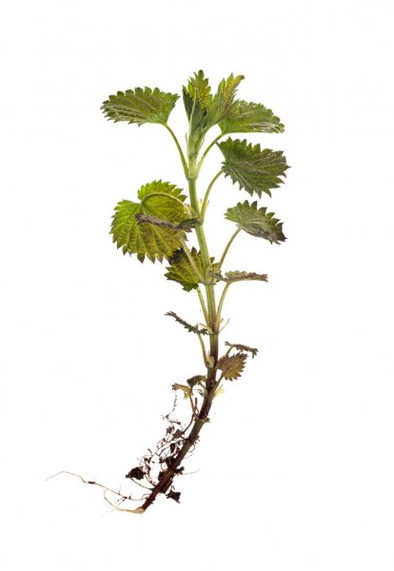 Nettle root - an ingredient of TestoUltra formula