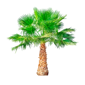 Saw Palmetto is a component of TestoUltra