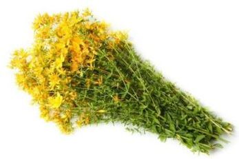 Herb