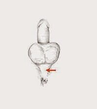 power muscles and their tension to increase power