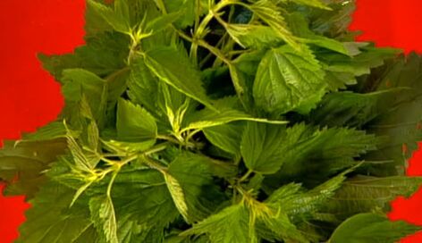 Nettle - a popular remedy to increase male strength